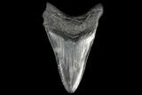 Fossil Megalodon Tooth - South Carolina #130739-1